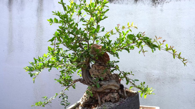 Punica Granatum 1 - Step 3